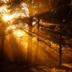 Morning Magic