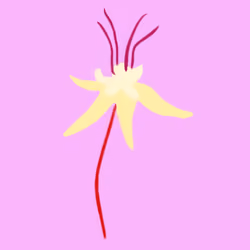 Cocoa Flower