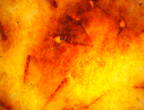 Item #71646257518770613568983710813551014237803002136866425209291834278082238218241 Media