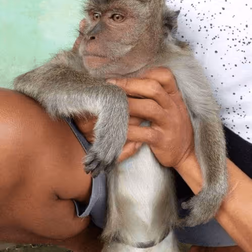 Untitled Collection #29306388