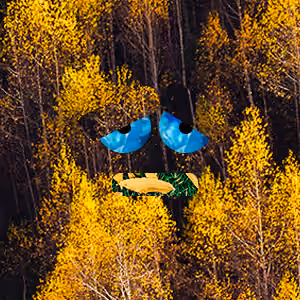 Sad forest