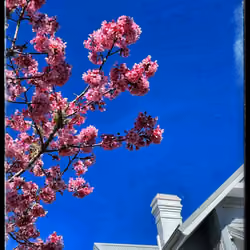 Not Cyber Flowers #1