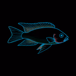 Fish #6 - Midnight Peacock Exclusion