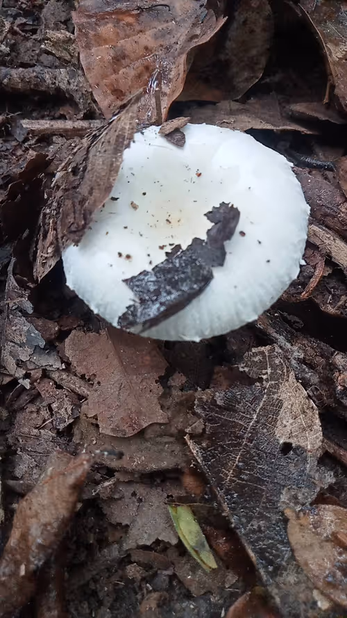 Item #81269833061274051173789884418282317830923519221172308843662165811680142950401 Media