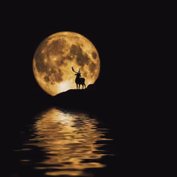Wild at Heart