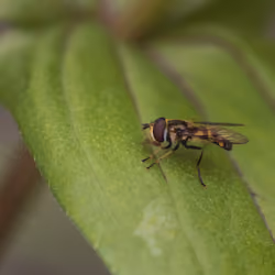 Hoverfly