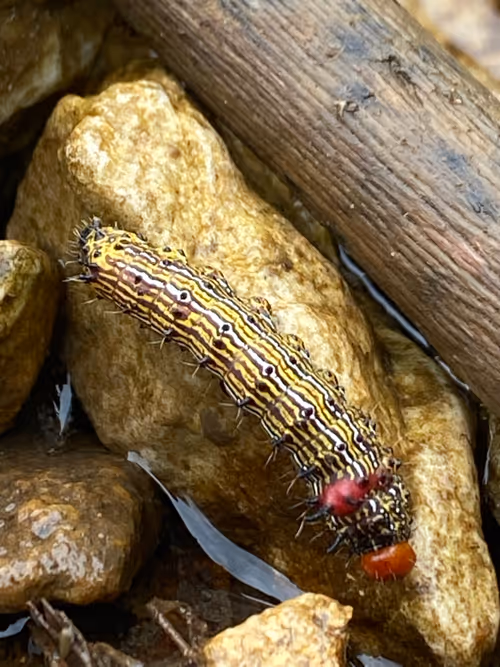 Item #42060316443796044655874448796589109731243459605113798624793464042673309483009 Media