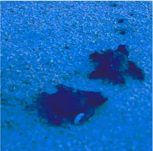 Item #39555325150174100757330711978092095356658009003679986213120678426321512038420 Media