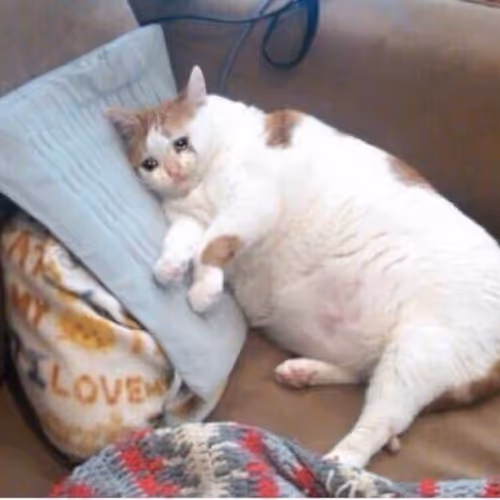 Russian Cat Memes