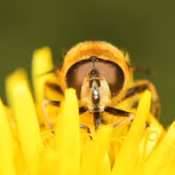 Hoverfly