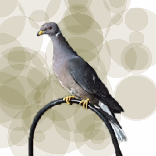 Item #44224140947385297080294490486331546758837636797201957936873602903242145005569 Media