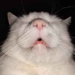 Edgar B. Cat #7