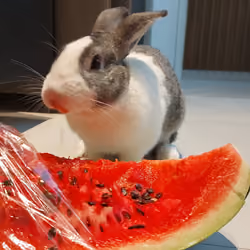 Watermelon Hungry