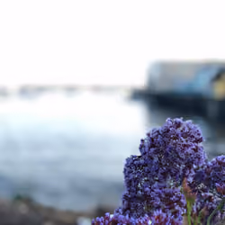 Harbor Flora 003