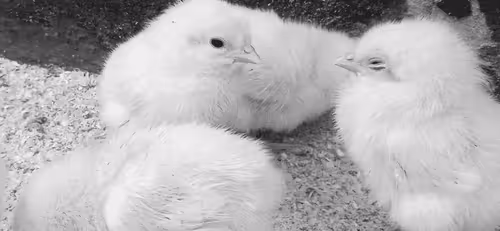 Ajifogi Collection - old