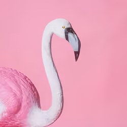 Pink Flamingo 