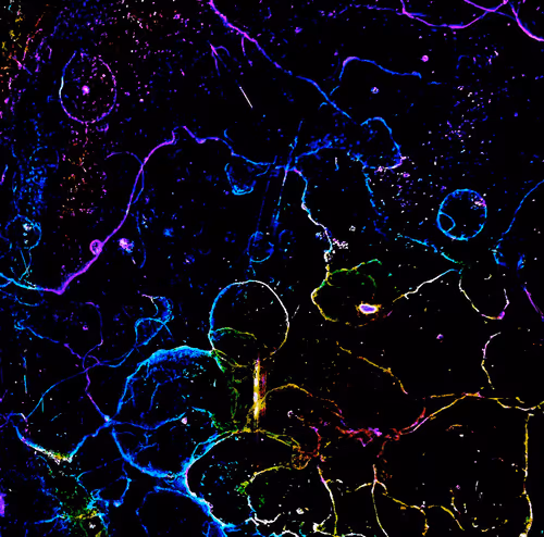 Item #72256936060036278923331537561005506622264708892264959040134690049852132294657 Media