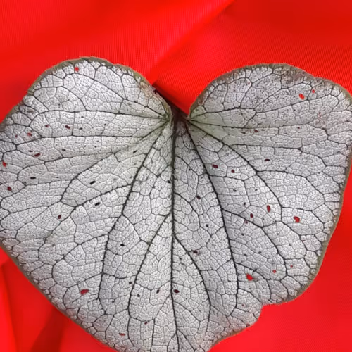 never2late Collection