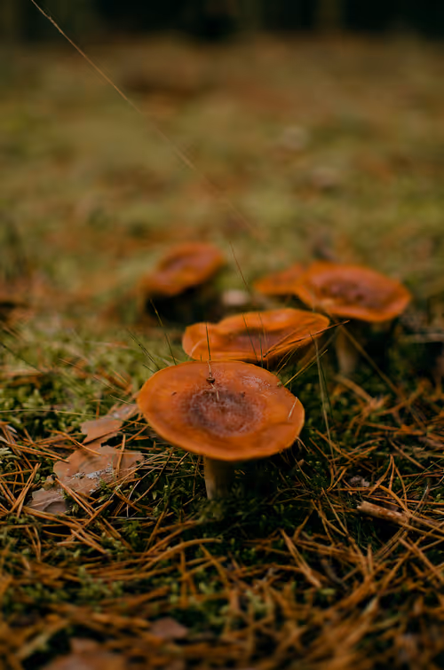 Item #89749655781633695214918973850275472722969414754438239918620403778738314018817 Media