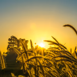 sunlight nature photo