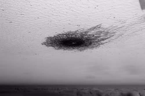 Item #25737205233202205841191093152961627749975097154724822369935108439584054181889 Media