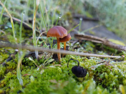 Item #96609711379462570372179704123957573953975203103443672508520211959060019281921 Media