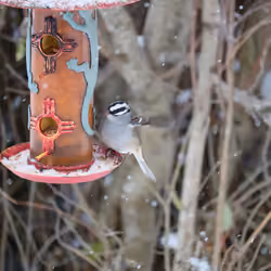 little bird