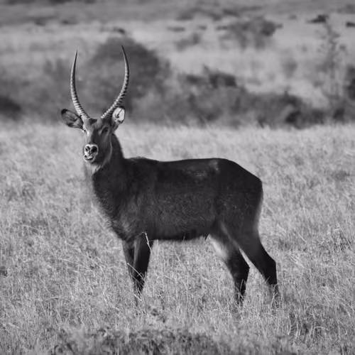 Hoofs n Horns #6 - Defassa Waterbuck