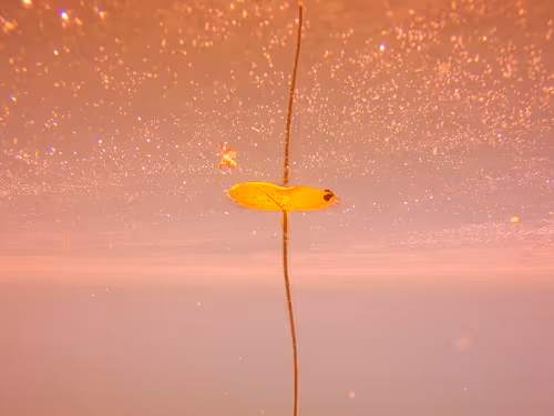 Item #115430421716330114127925714386191036467996783471008022249532804585834699292673 Media