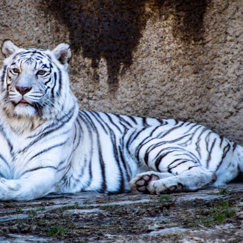 The Types Of Tigers In The World