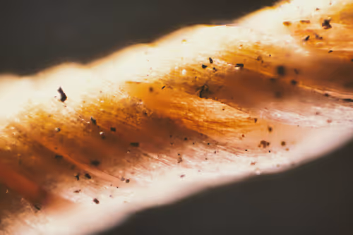 Item #70527450747548230522111899750416547594434158801107612514171876649339994505217 Media