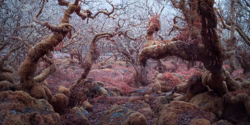 Item #72639390708267126639436568569652760193401123475841185469851730241160608743425 Media