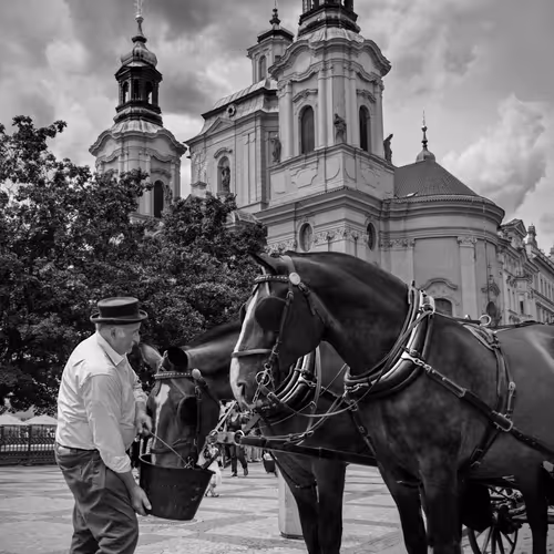 The Coachman