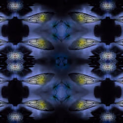 SLEEPING BEES  The Hive - Twilight