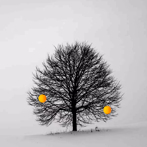 Orange Lucky Tree
