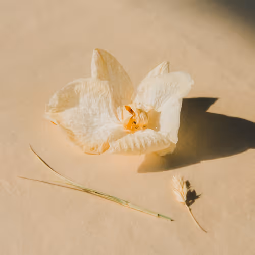 ChaseBurnett Collection - old