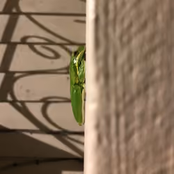 Froggy Night