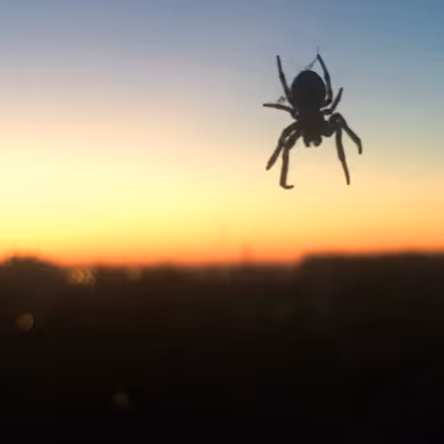 Untitled Collection #140102562