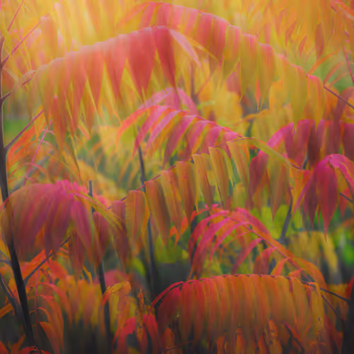 Sumac Jungles 1