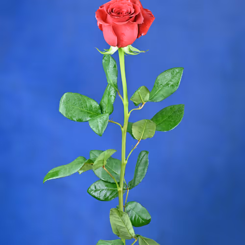 Red Rose.