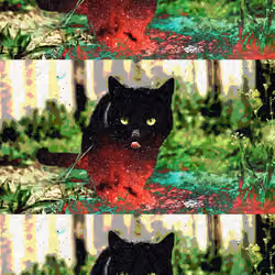 Onyx the Cat