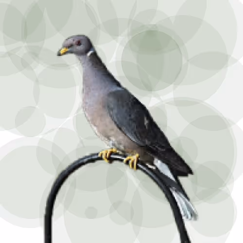 Item #44224140947385297080294490486331546758837636797201957936873602923033354305537 Media