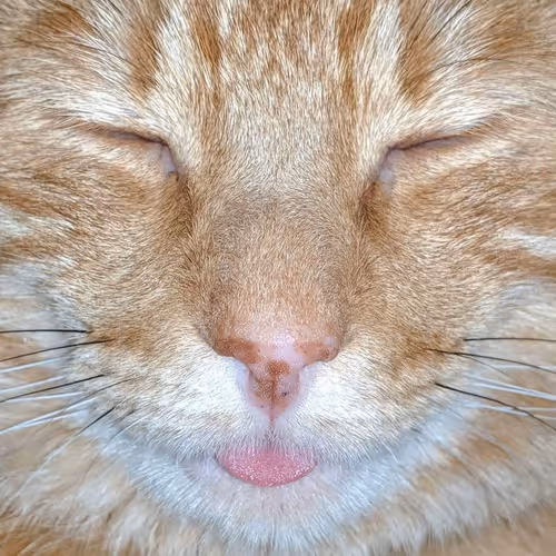 Kishumbles Collection