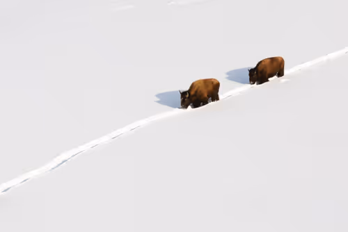 Item #19207338348144225692080396183640865546201068415206893468727031790392722849793 Media