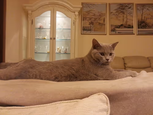 Item #100516814323253883263988332021777234412413008182040401393658401383394305900545 Media