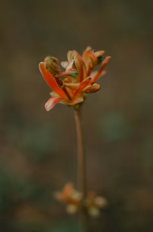 Item #89749655781633695214918973850275472722969414754438239918620403758947104718849 Media