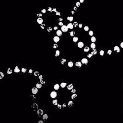 WHITE SHAPE 005