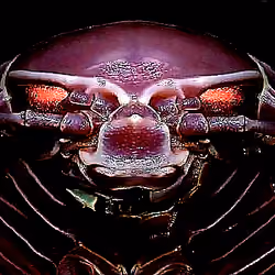 Master of nightmare