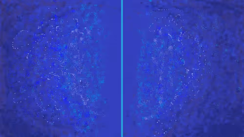 ROYALTYNFTINC Collection