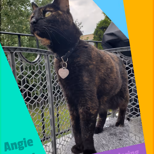 Angie The Cat